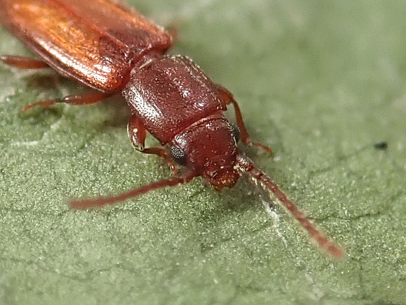 Laemophloeidae: Placonotus testaceus, femmina